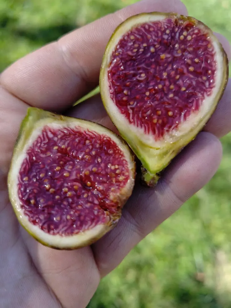 Figue Verdal coupée